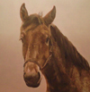 Paard Jan
